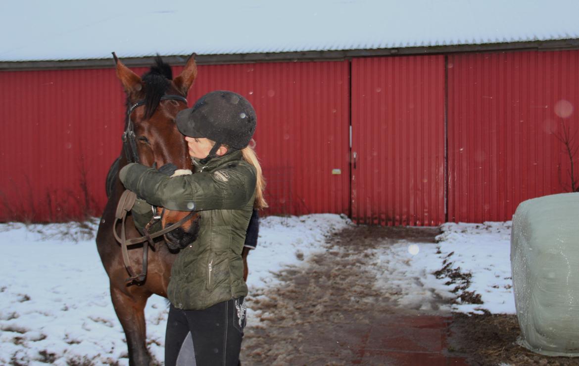 Dansk Varmblod Krogagers Cilla - Min skat <3. billede 11