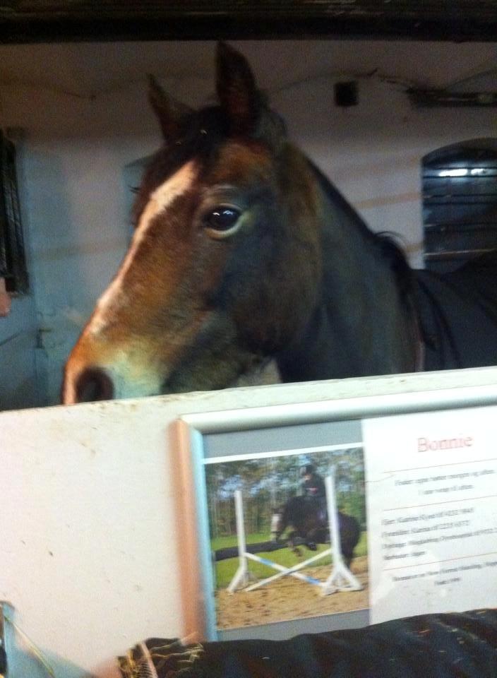 Anden særlig race Bonnie <3 billede 5