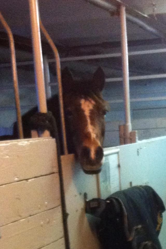 Anden særlig race Bonnie <3 - "Hej Kat, du har mad med ikk?" billede 6