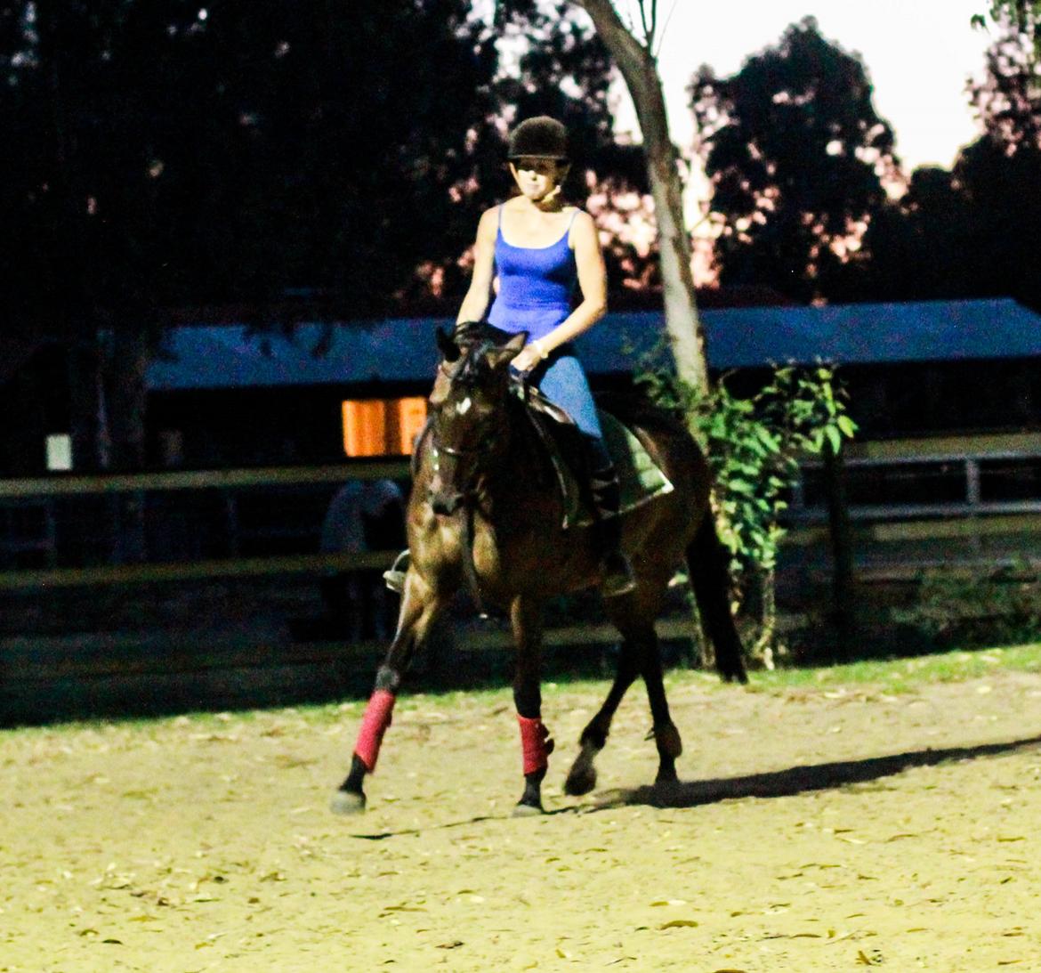 Fuldblod (XX) Baseline billede 18