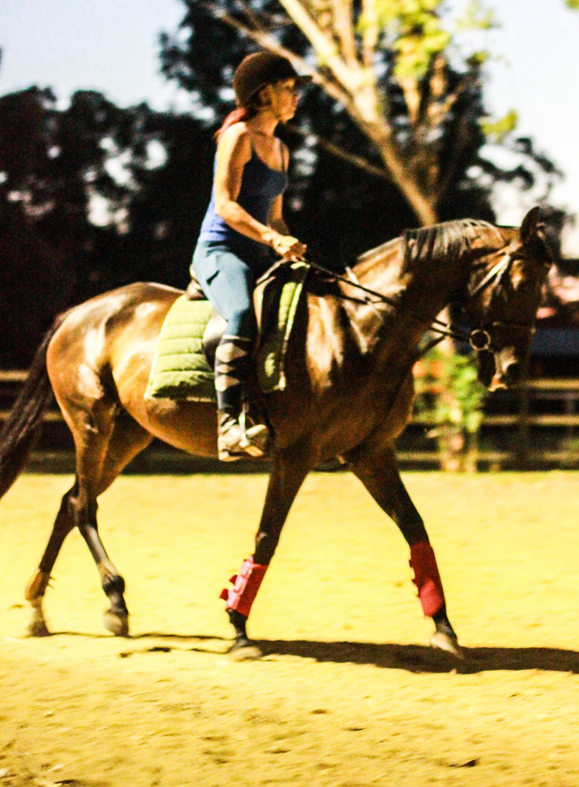 Fuldblod (XX) Baseline billede 20