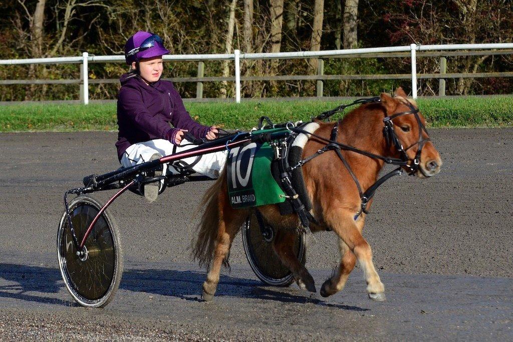 Shetlænder Seppo - Mig og Seppo vinder mod 9 andre ponyer. billede 1