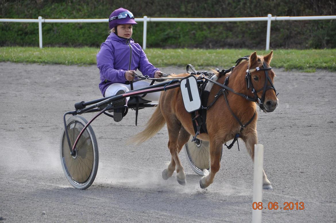 Shetlænder Seppo - Mig Og Seppo Vinder! billede 2