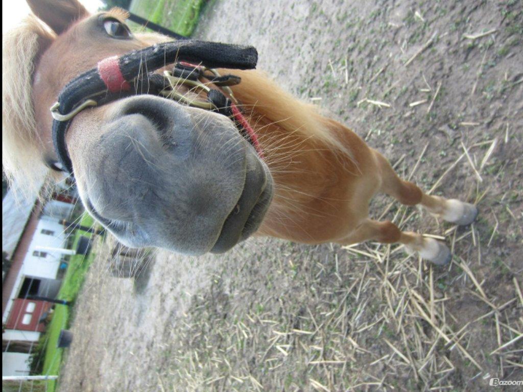 Shetlænder Seppo - Det her har min grandkusine taget af Seppo, som står ude i hans fold og hygger. billede 3