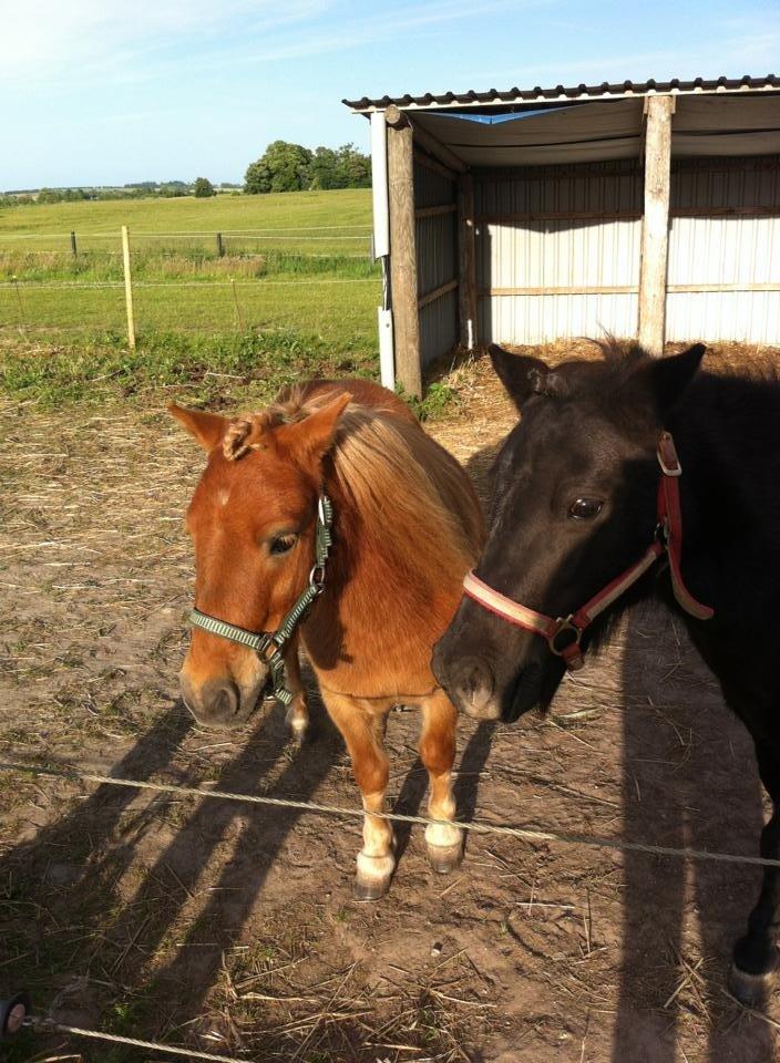 Shetlænder Seppo - Det her er Seppo sammen med sin foldkammerat Tulle. De går rigtig og hygger sig ude i folden. Men når de får Hø er det Seppo der er ''BOSS''. Hehe :-) billede 4