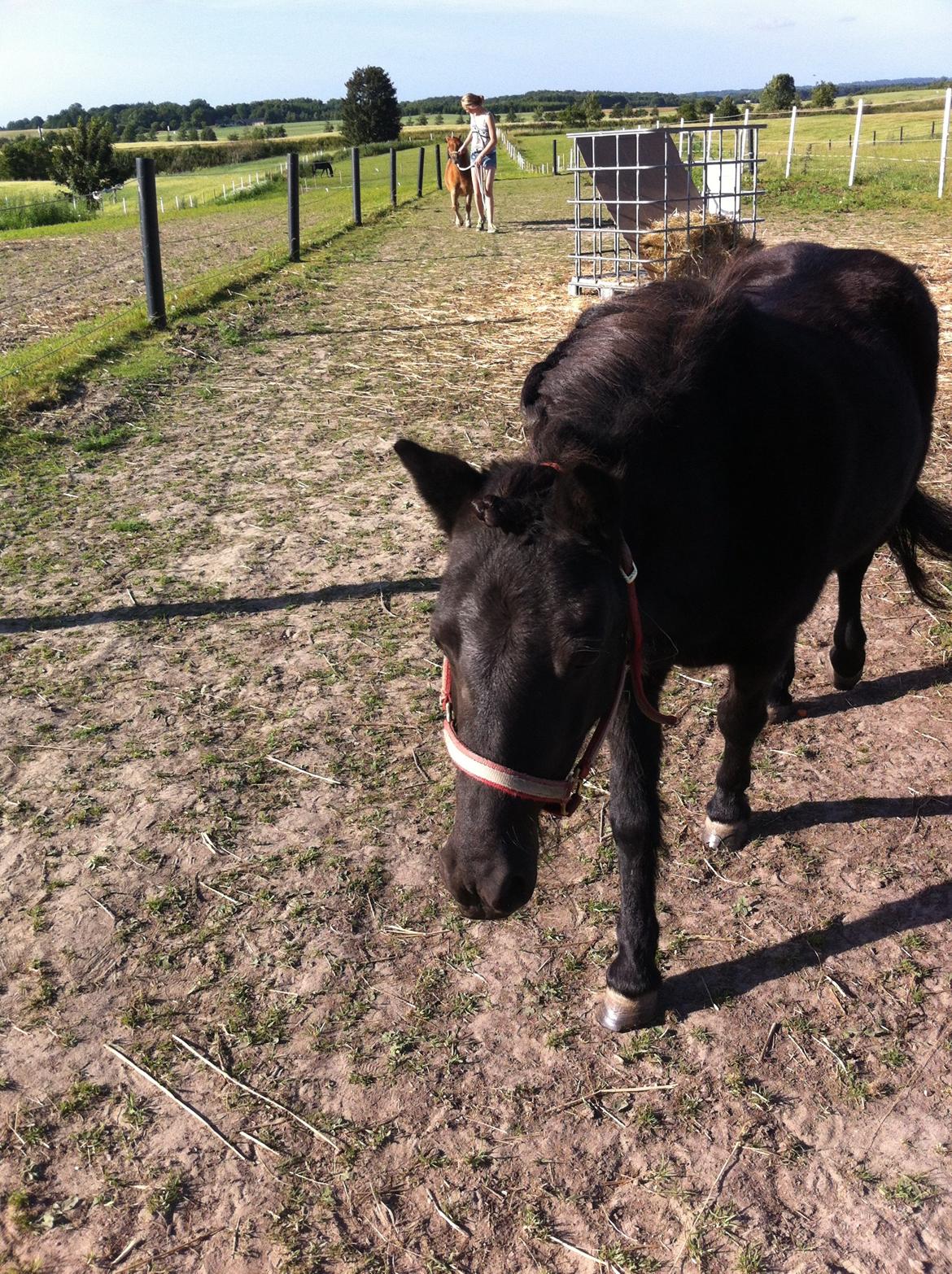 Shetlænder Tulle - Photoshoot i folden med tullepigen. billede 2