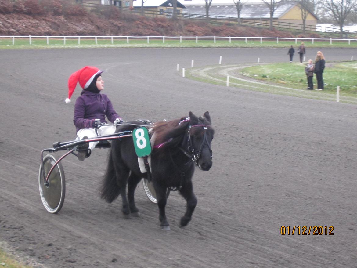 Shetlænder Tulle - Tulle og jeg præsentere Til Juleløb på Travbanen billede 4