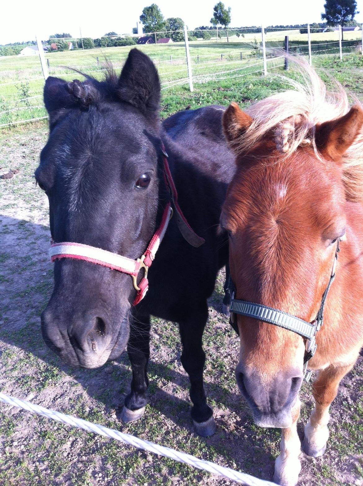 Shetlænder Tulle - Tulle og hendes Foldkammerat Seppo billede 5