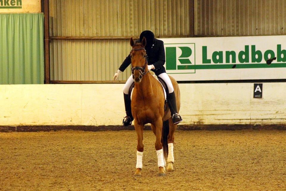 Dansk Varmblod Fjællebroens Excalibur billede 17