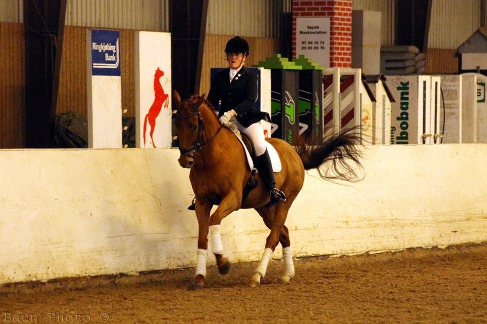 Dansk Varmblod Fjællebroens Excalibur billede 20