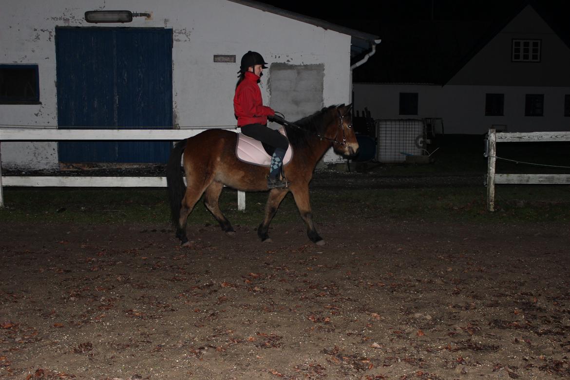 Gotlandsruss Oberon billede 2