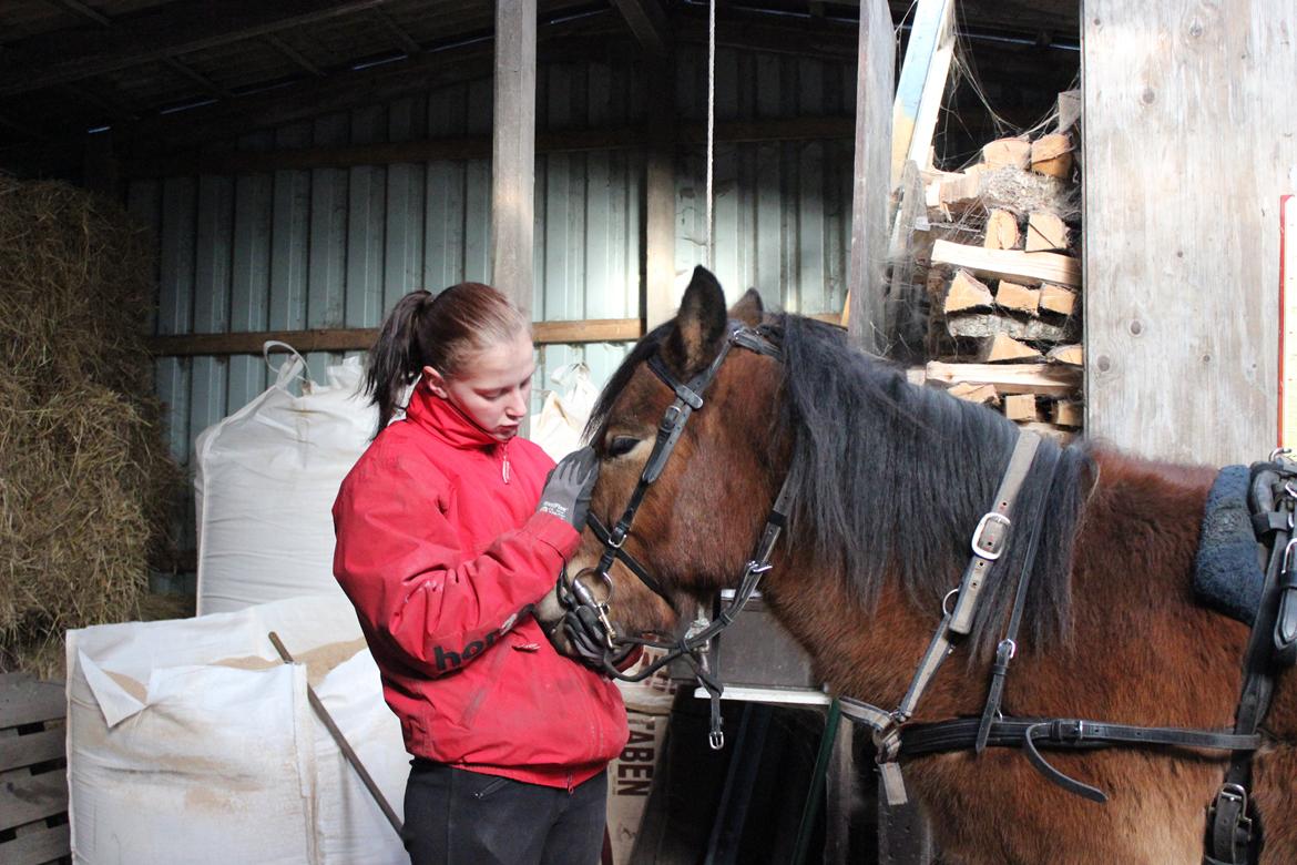 Gotlandsruss Oberon billede 5