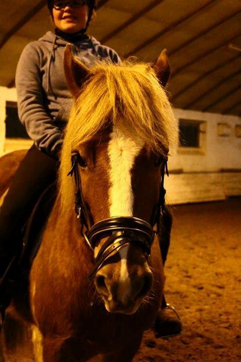 Anden særlig race Hidalgo *Drengerøven* - Hej og velkommen til den lækres profil :) Foto: Camille  billede 2