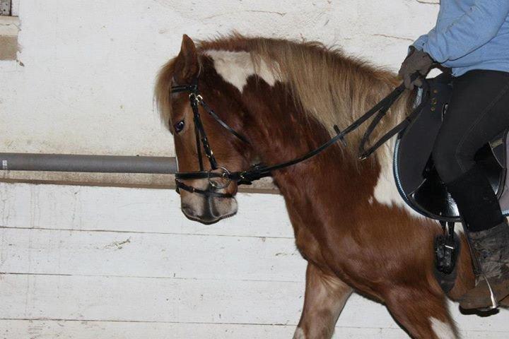 Anden særlig race Hidalgo *Drengerøven* - Han er begyndt og gå så fint:) Foto: Camille billede 5