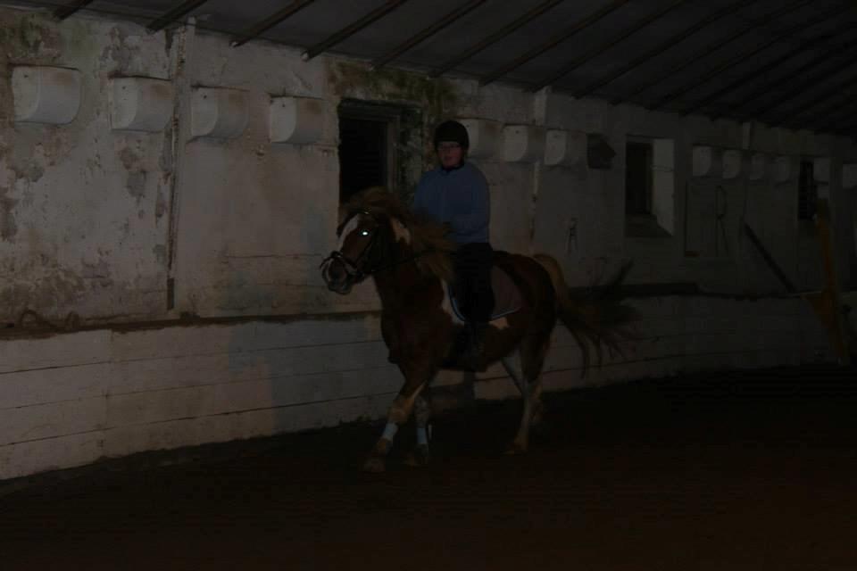 Anden særlig race Hidalgo *Drengerøven* - Jeg synes altså han ligner en lille tyk shetlænder her ;P Foto: Camille billede 7