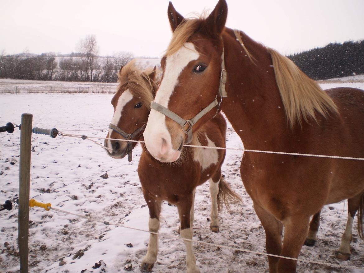 Anden særlig race Hidalgo *Drengerøven* - Hidalgo og hans bedste ven Merlin. Foto: Mig billede 8