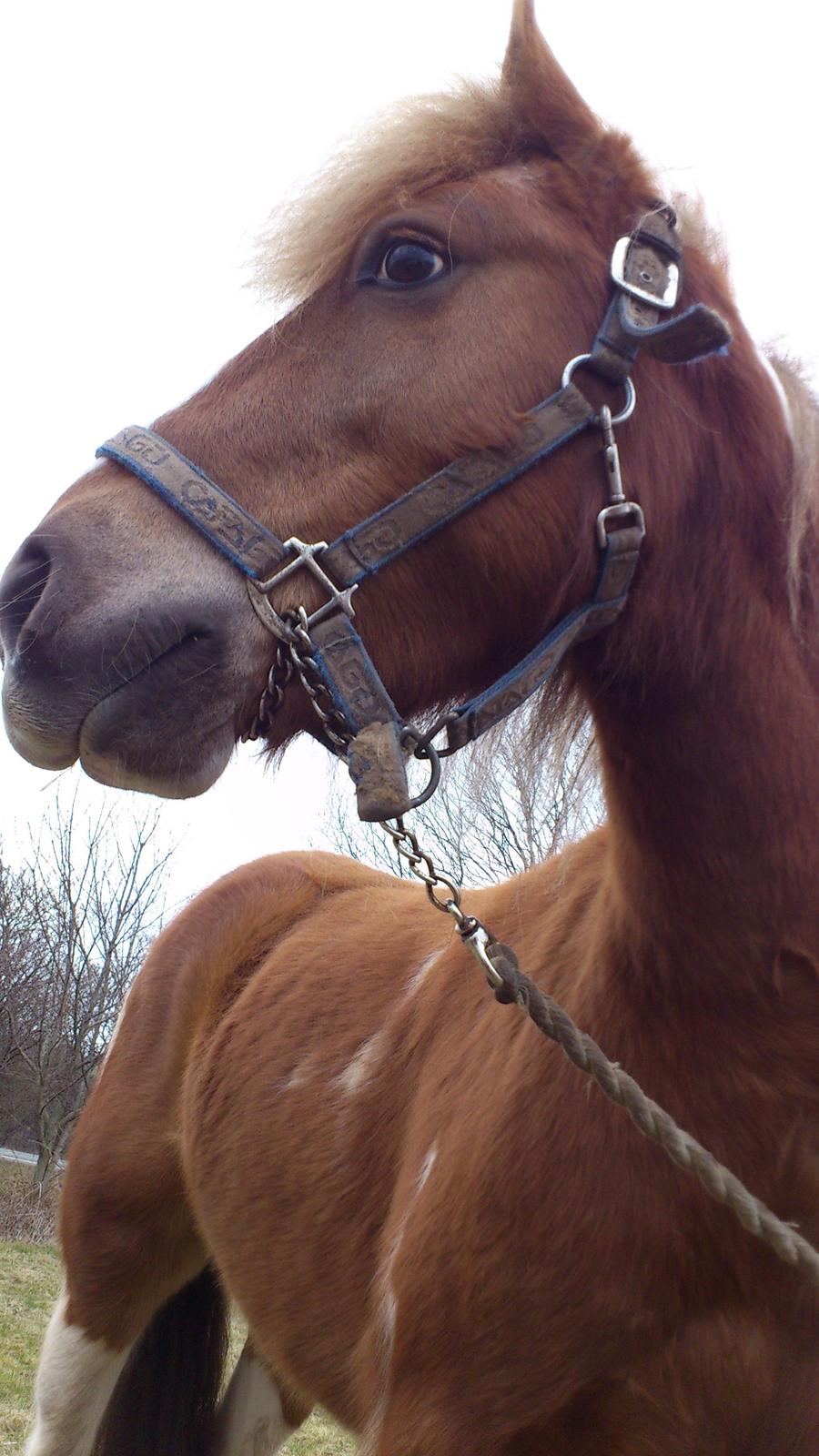 Anden særlig race Hidalgo *Drengerøven* - Lækre<3 
Foto: Mig billede 9