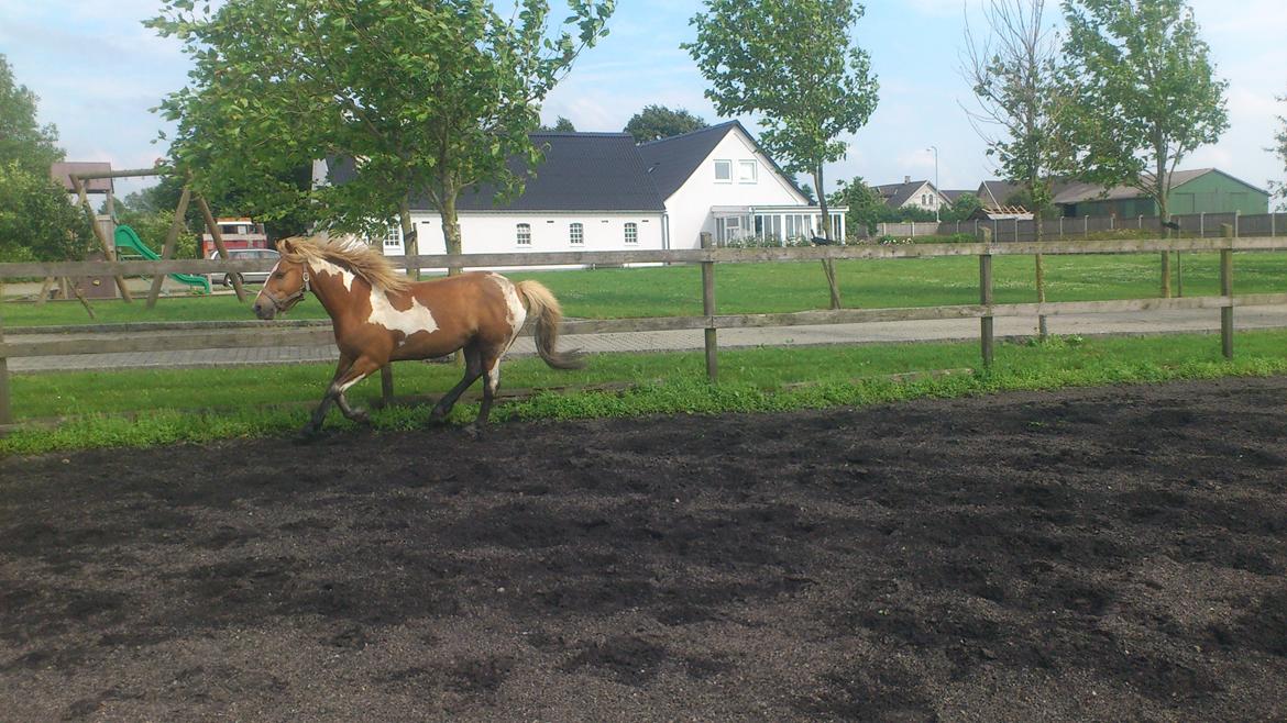 Anden særlig race Hidalgo *Drengerøven* billede 10