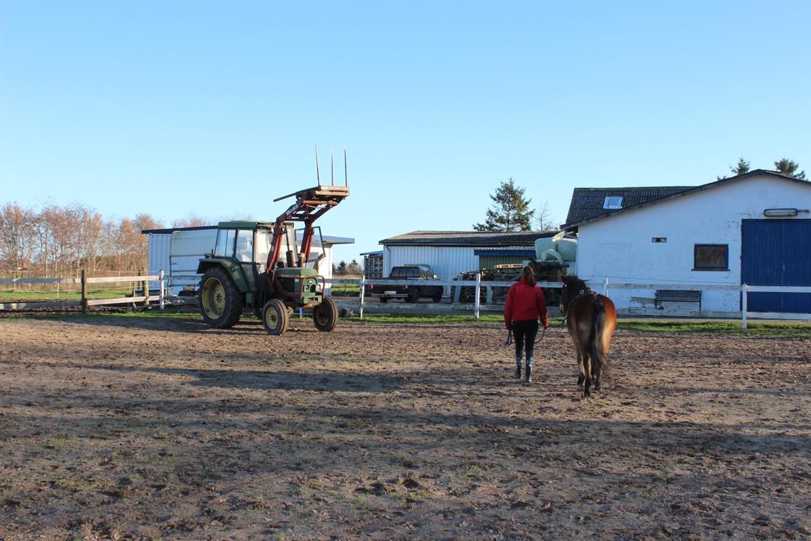 Gotlandsruss Oberon - Møde med traktor <3 han skal lære de ikke er farlige :) billede 12