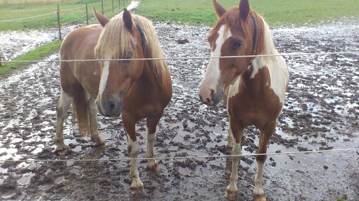Anden særlig race Hidalgo *Drengerøven* - Min smukke drengerøv og hans smukke mor. Foto: Mig billede 11