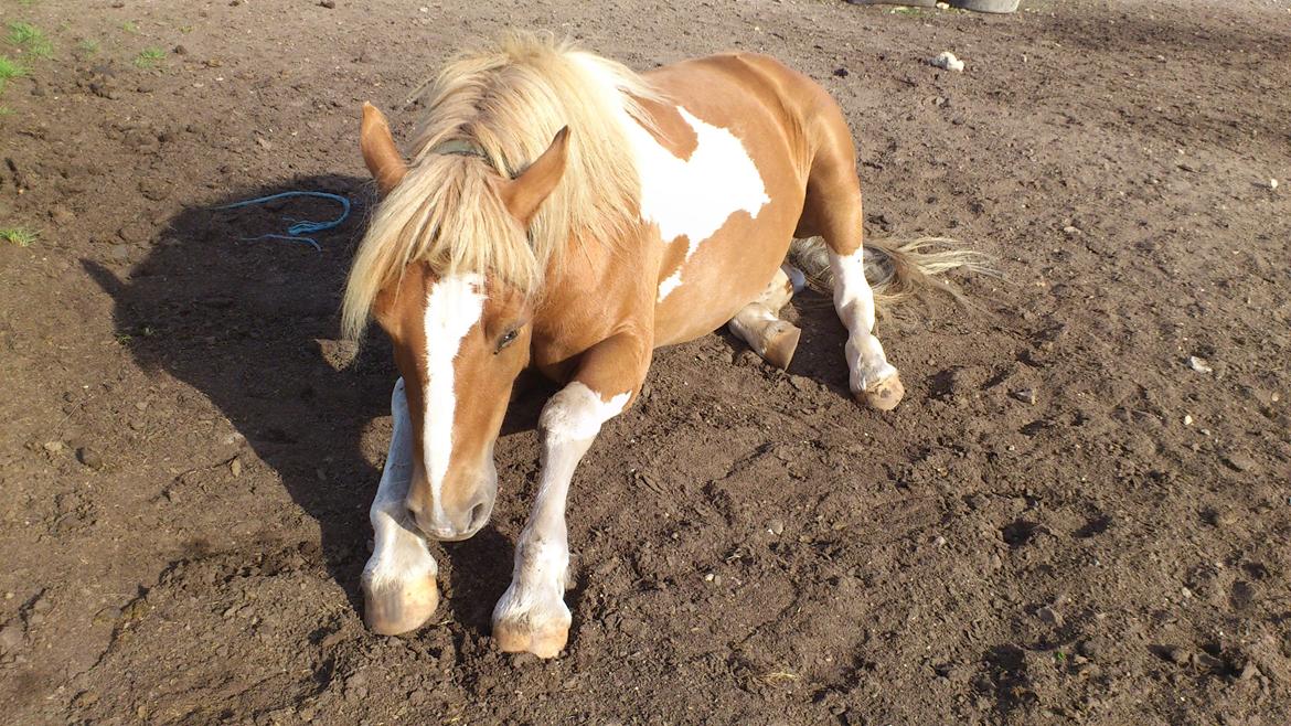 Anden særlig race Hidalgo *Drengerøven* - Min drengerøv er træt. 
Foto: Mig billede 12
