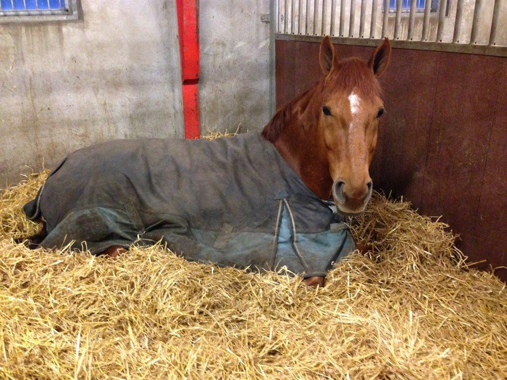 Zangersheide Alonso AH Z billede 6