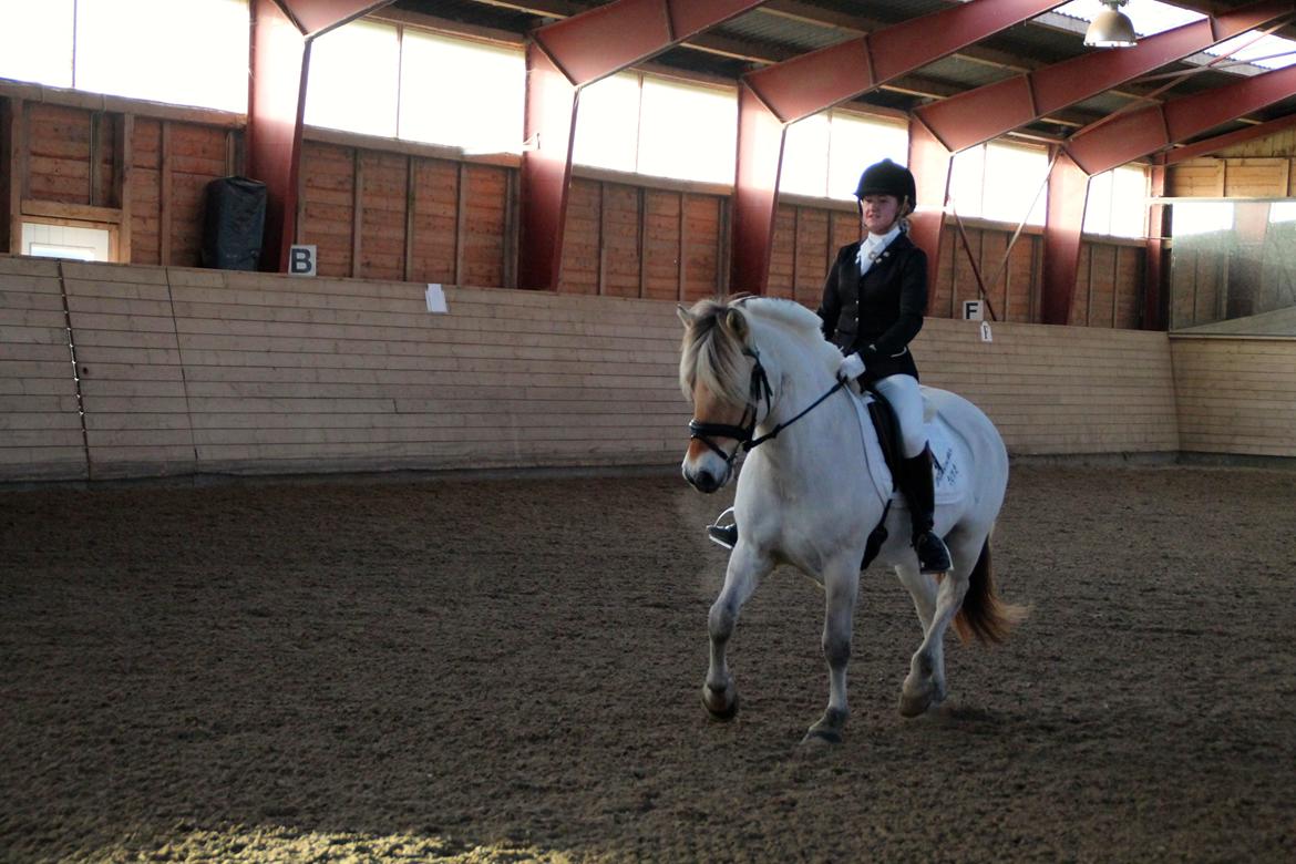 Fjordhest Atlet Bjergby - Hovgaard Rideklub  -  LC3  billede 27