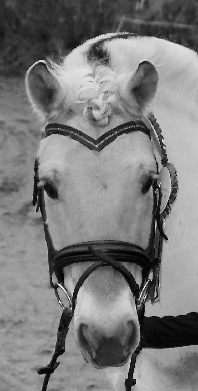 Fjordhest Atlet Bjergby - Skønne lille hest! billede 14