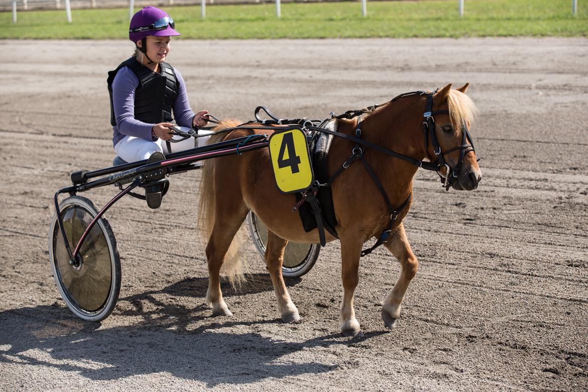 Shetlænder Seppo - Mig Og Seppo En Dejlig Sommerdag På Jydsk Væddeløbsbane ;D billede 5