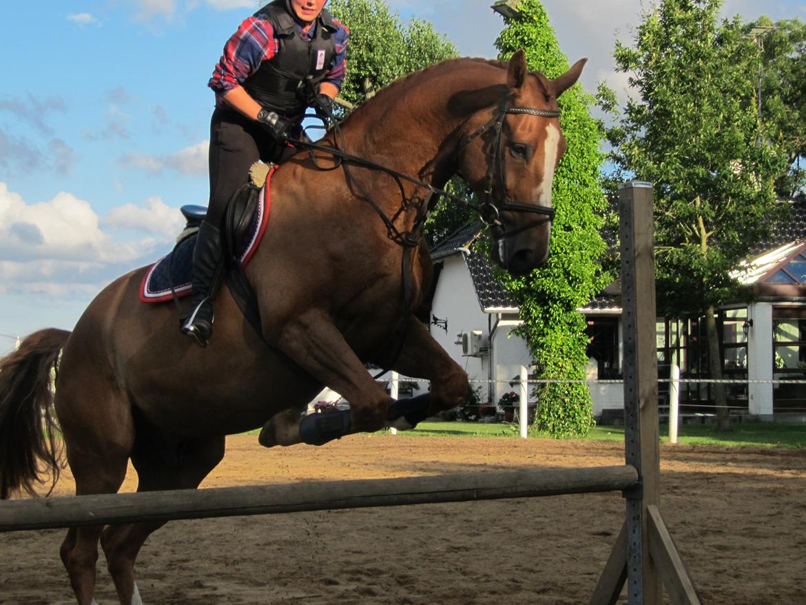 Dansk Varmblod Horskjærs Nobody - Synes han ser så sød ud på dette billede ;-)  billede 2