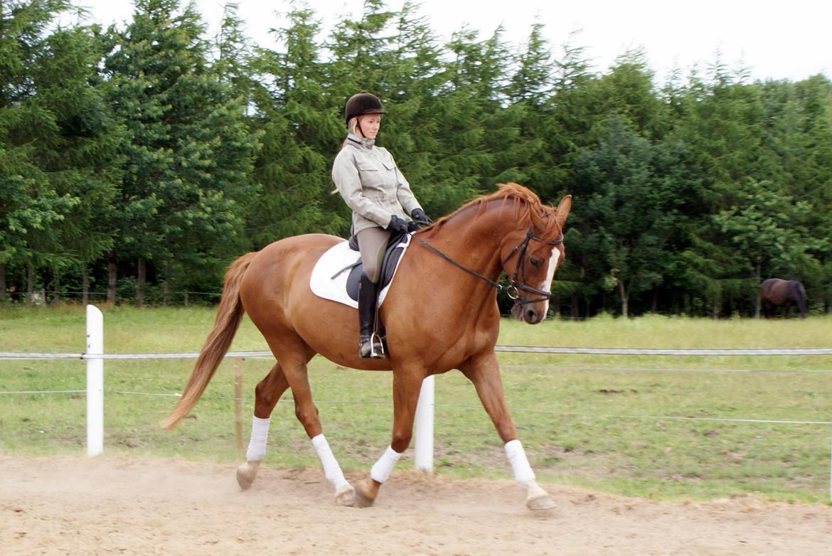 Dansk Varmblod Horskjærs Nobody - Lækre hest, ved tidligere ejer ;-)  billede 1