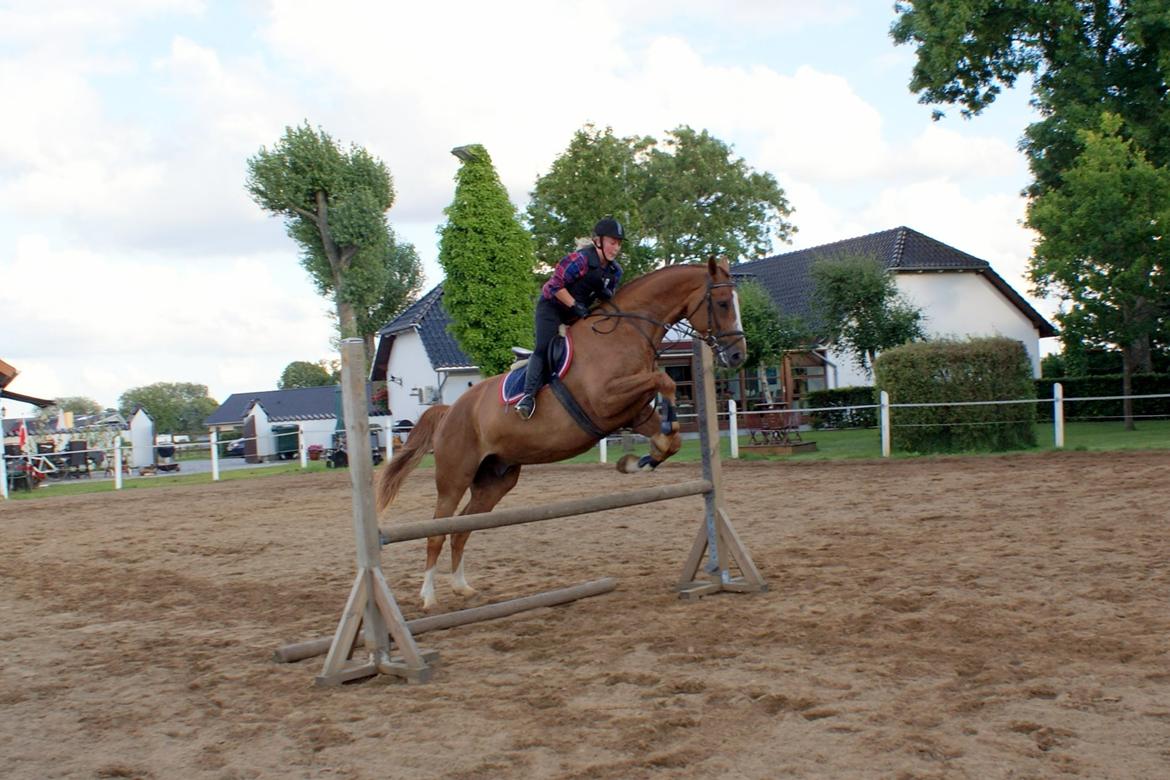 Dansk Varmblod Horskjærs Nobody - ...han er jo af dressur afstamning... ;-) Men han er cool anyway! billede 14