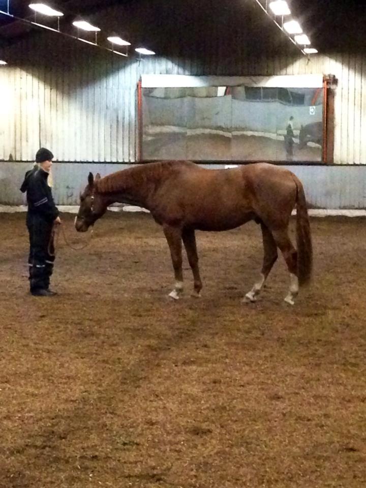 Dansk Varmblod Horskjærs Nobody - Bemærk den lækre lave hals- og hovedholdning <3  billede 4