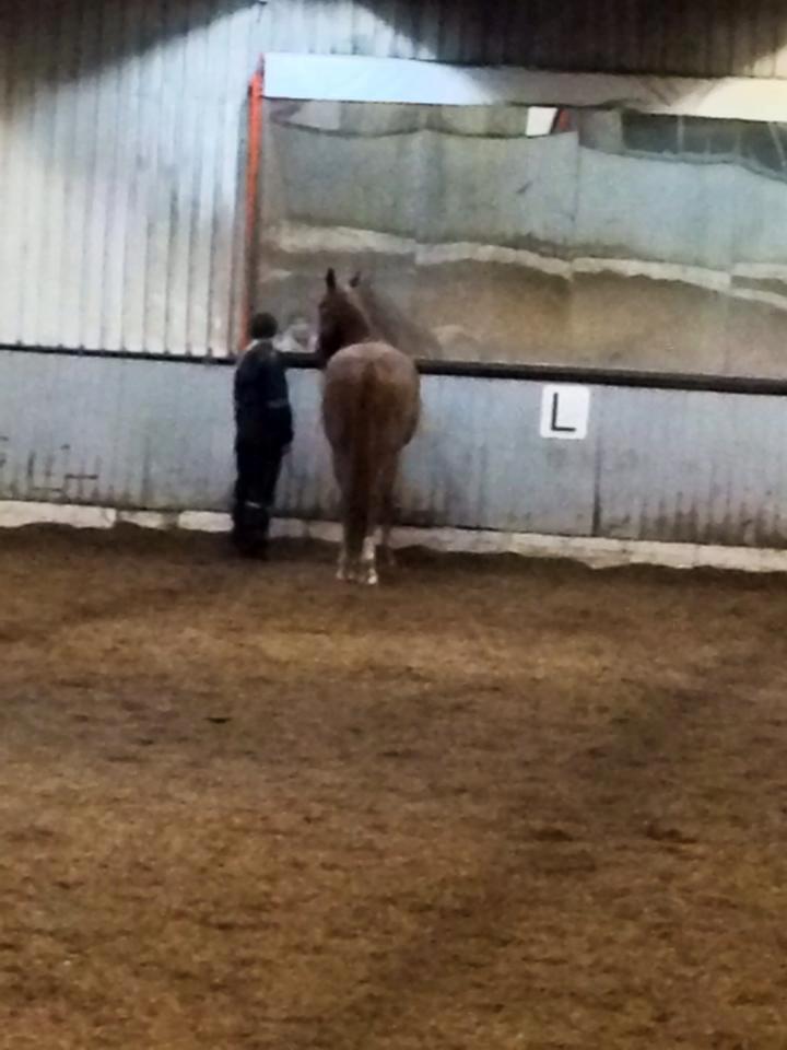 Dansk Varmblod Horskjærs Nobody - Ved ikke om han havde set et spejl før, men interessant var det! ;-)   billede 5