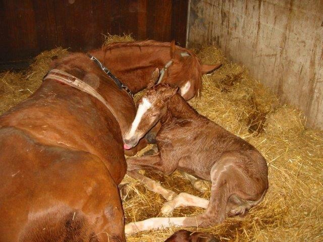 Dansk Varmblod Horskjærs Nobody - Lille Nobody og hans mor, som han ligner meget, ihvertfald på udseendet ;-)  billede 6