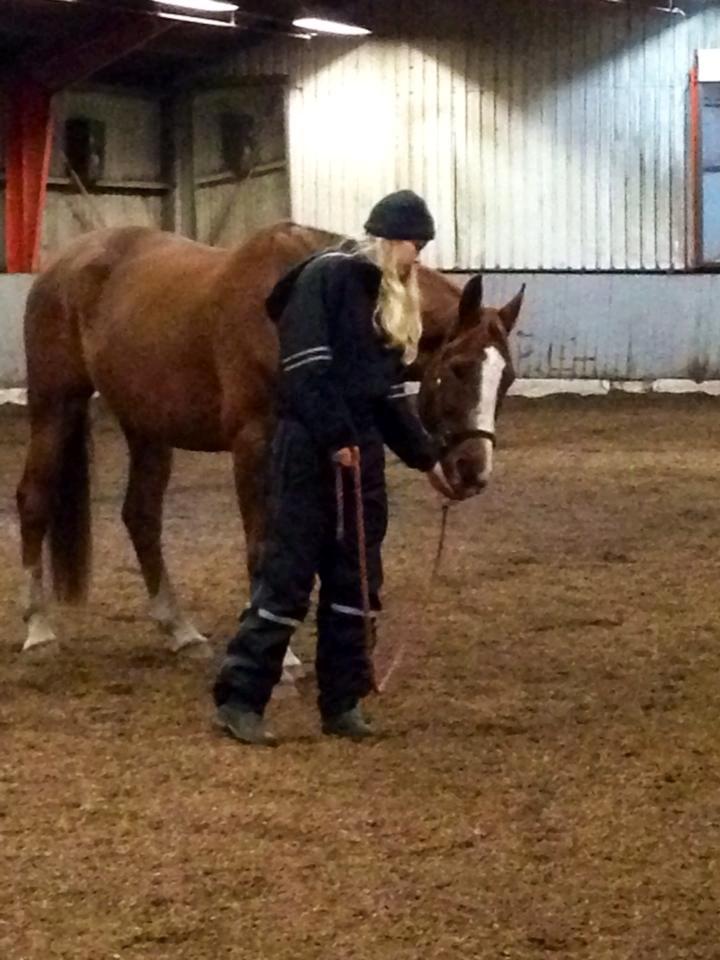 Dansk Varmblod Horskjærs Nobody - Godbidder for en god præstation! ;-)  billede 7