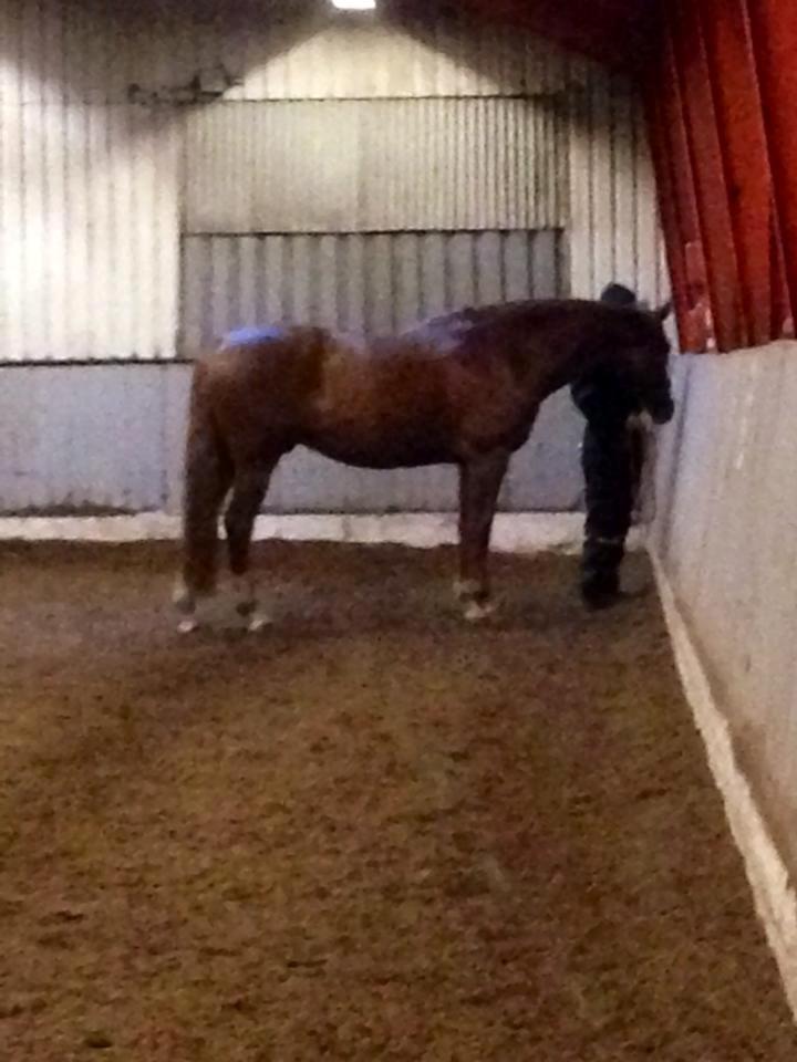 Dansk Varmblod Horskjærs Nobody - Bemærk hans kæmpe forpart versus hans mikro bagpart. Ja, han skal have noget mere bæring på bagparten ;-)  billede 11