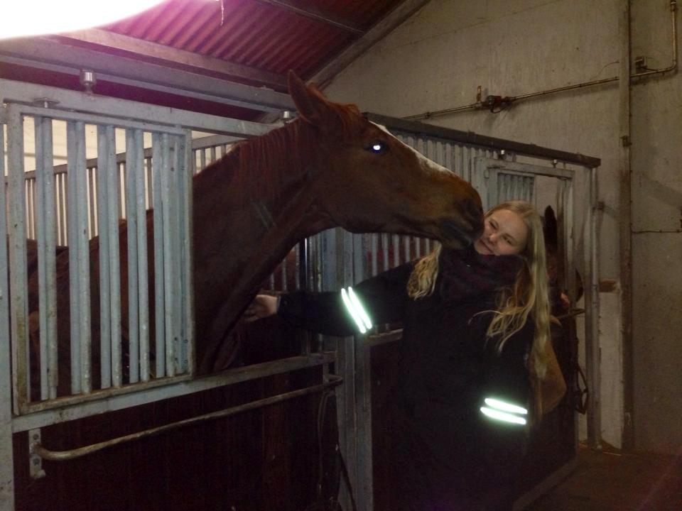 Dansk Varmblod Horskjærs Nobody - Myyyyyysseeeeeeer!  billede 10