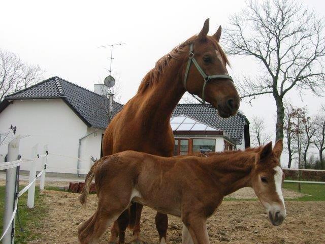 Dansk Varmblod Horskjærs Nobody - Han ligner bare hans mor!! Vildt nok, at han har været så lille ;-)  billede 8