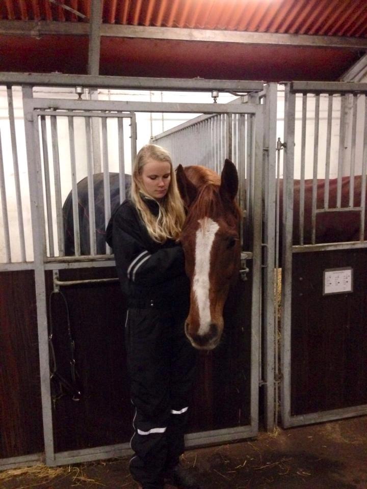 Dansk Varmblod Horskjærs Nobody - Det der med massage bag ørene er noget Nobody synes er godt! ;-)  billede 12