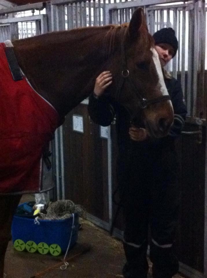 Dansk Varmblod Horskjærs Nobody - Rødt dækken til rød hest, hvad ellers? ;-)  billede 13