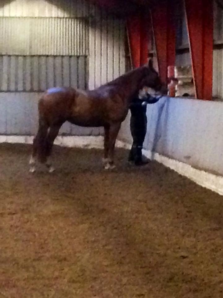 Dansk Varmblod Horskjærs Nobody - Nobody undersøger de nye ting, total cool! Men hvorfor skulle han være andet? :o)  billede 15