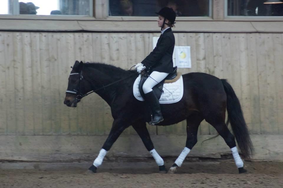 New Forest Stenhøjgaards Amanda <3 - Stævne <3 billede 14