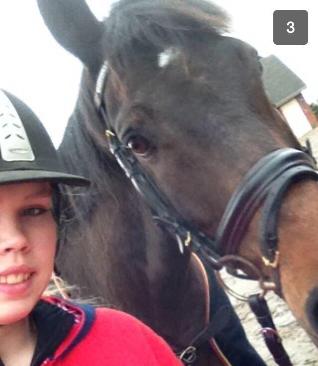 Dansk Varmblod Bøgegårdens Landsriver - River elsker at snapchatte <3 billede 13