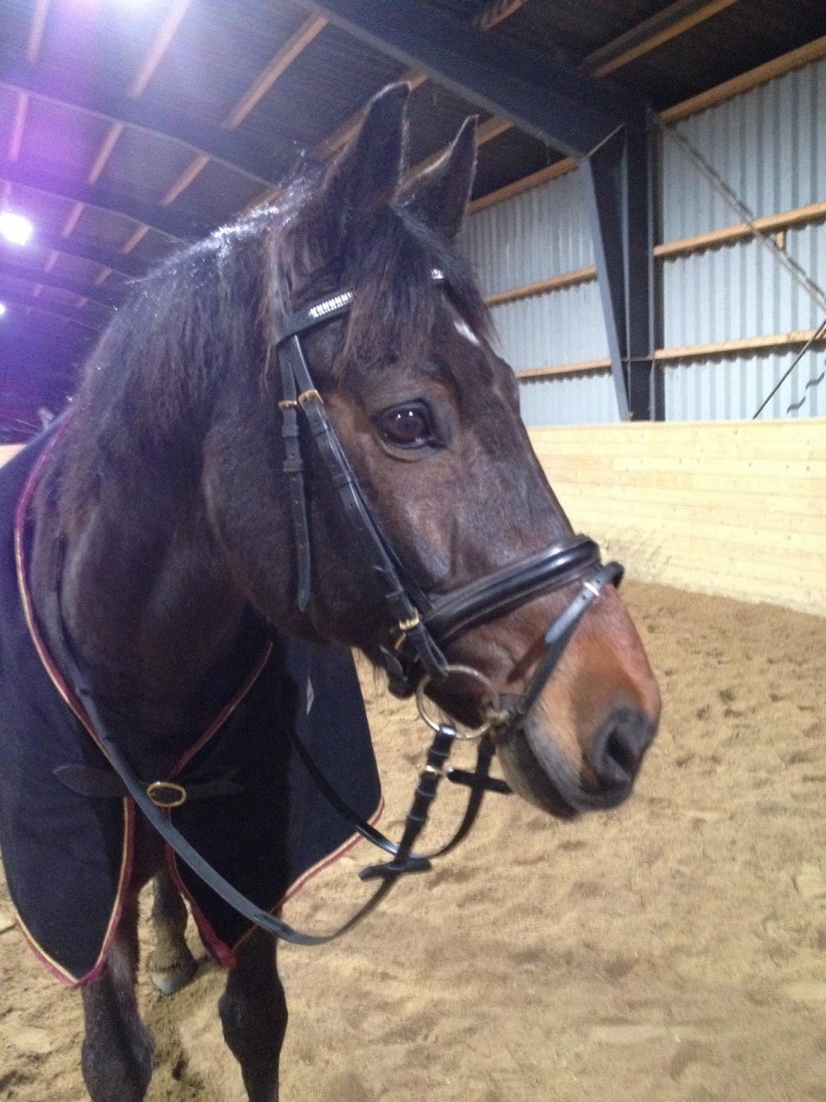 Dansk Varmblod Bøgegårdens Landsriver - smukke <3 billede 14