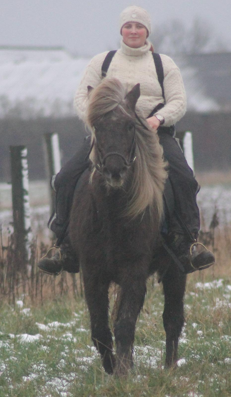 Islænder Jessi (Isle) billede 4