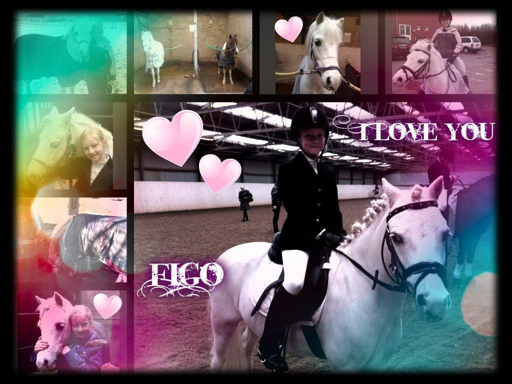 Welsh Mountain (sec A) Tanggårds Figo  - Velkommen til Figos profil se gerne mine billeder og læg en kommentar:-) billede 1