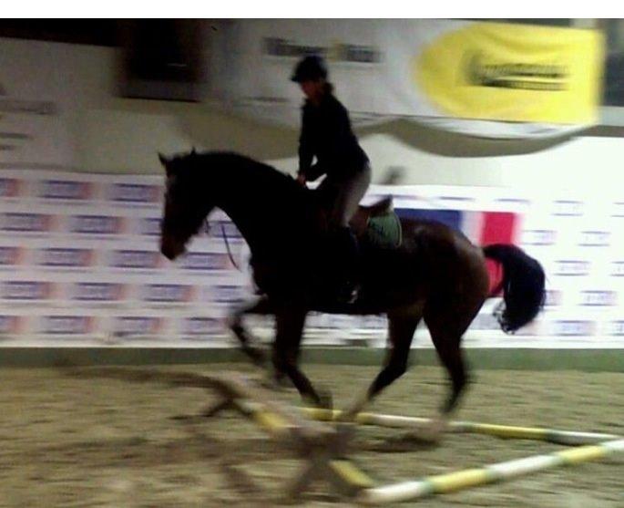 Dansk Varmblod Kronborgdiges Flika. ( låne hest) billede 15