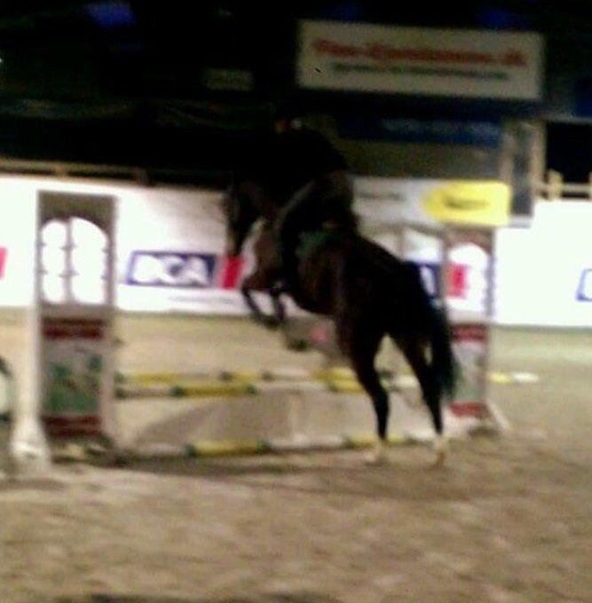 Dansk Varmblod Kronborgdiges Flika. ( låne hest) billede 16