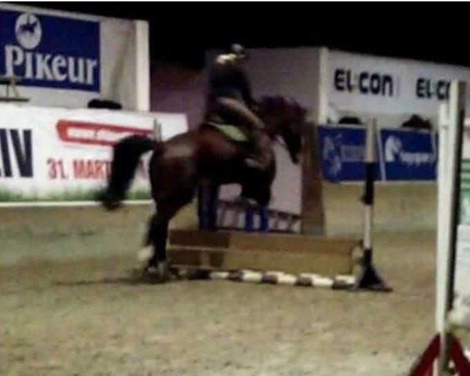 Dansk Varmblod Kronborgdiges Flika. ( låne hest) billede 17